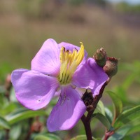 Osbeckia aspera Blume